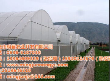 銀川市明君農業連棟溫室 材料與配套設施設計的優化與創新