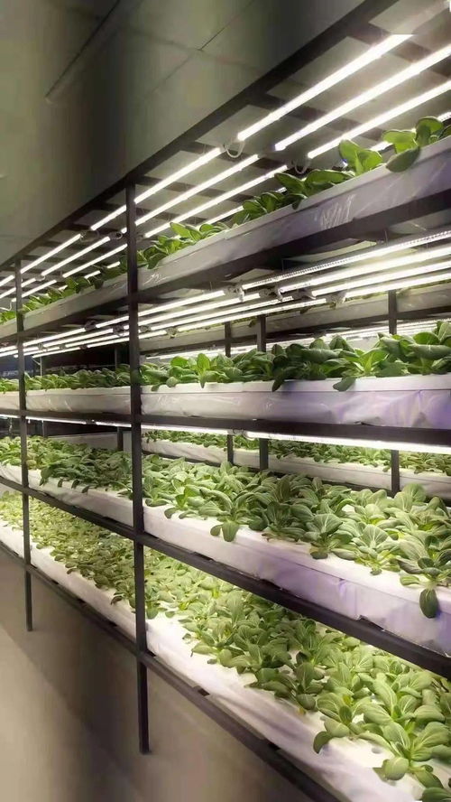 戰疫不誤農時，奏響農業強、農民富、農村美三部曲 聚焦410大棚材料與配套設施的創新設計